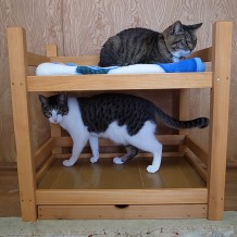 猫の二段ベッド